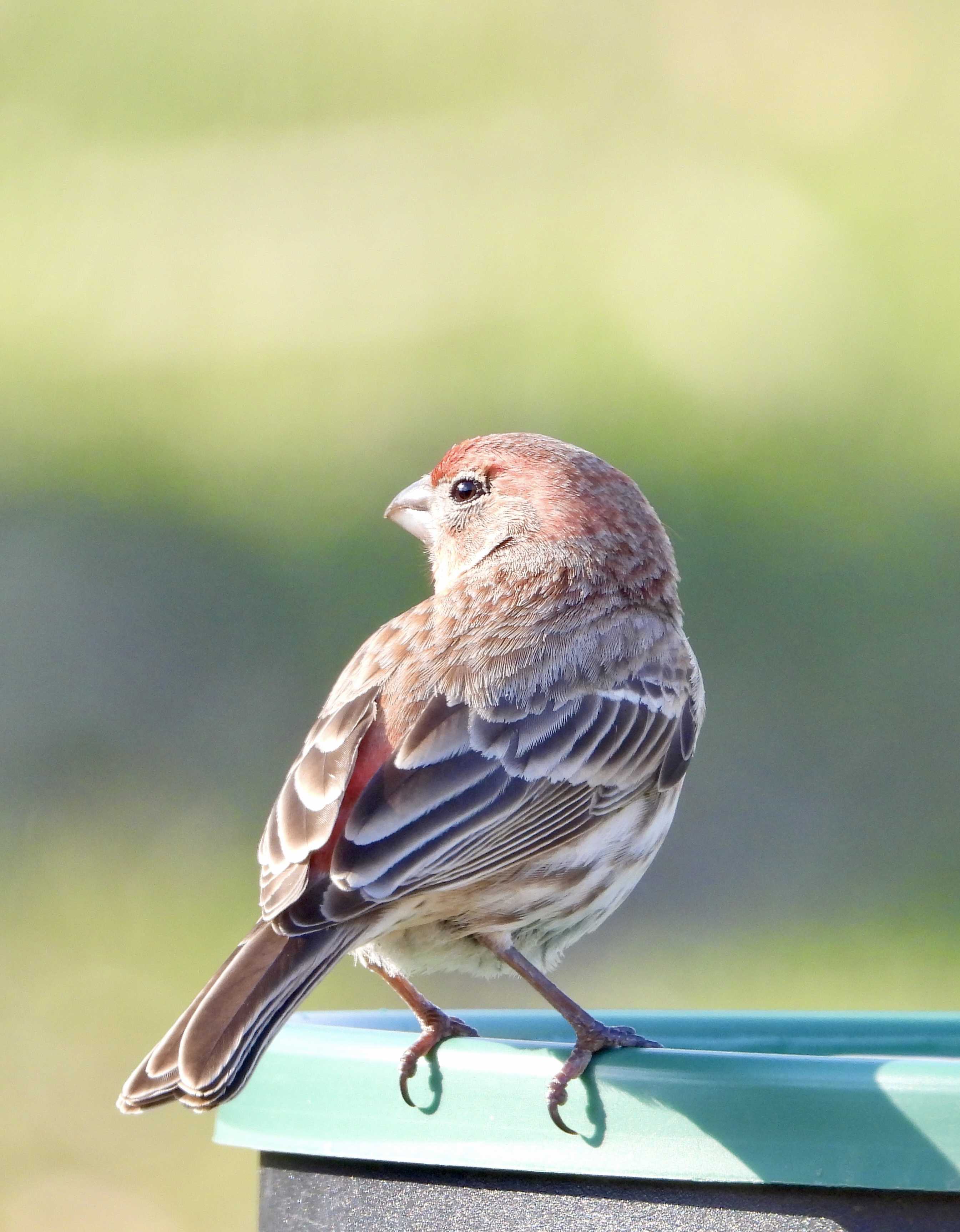 House Finch